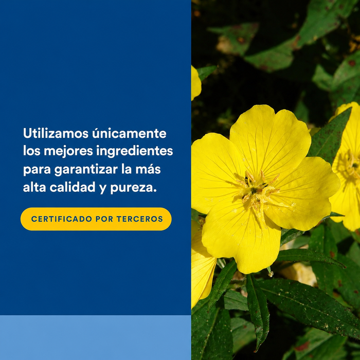 Aceite de Onagra con GLA Ultra Prim™ OmegaFactors® 500 mg (180 softgels), Natural Factors